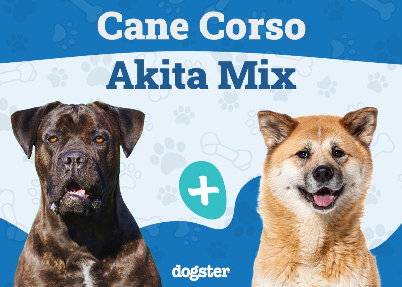 Cane Corso Akita Mix
