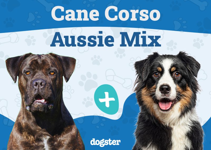 Cane Corso Australian Shepherd Mix