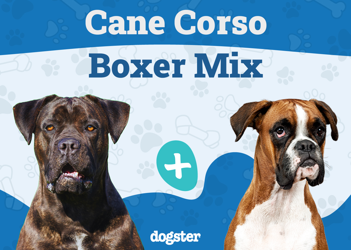 Cane Corso Boxer Mix
