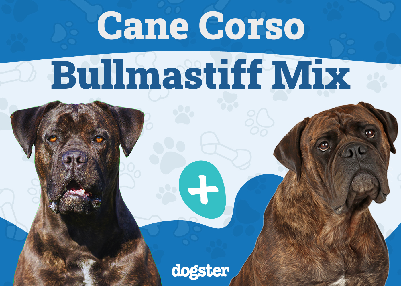 Cane Corso Bullmastiff Mix