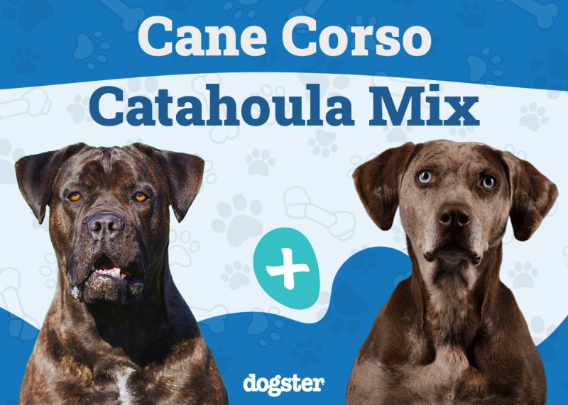 Cane Corso Catahoula Mix
