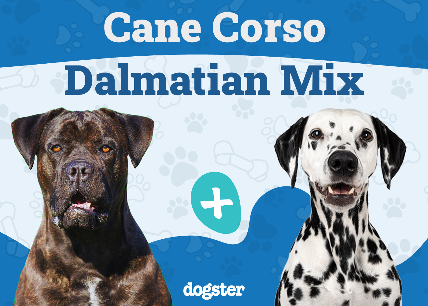 Cane Corso Dalmatian Mix