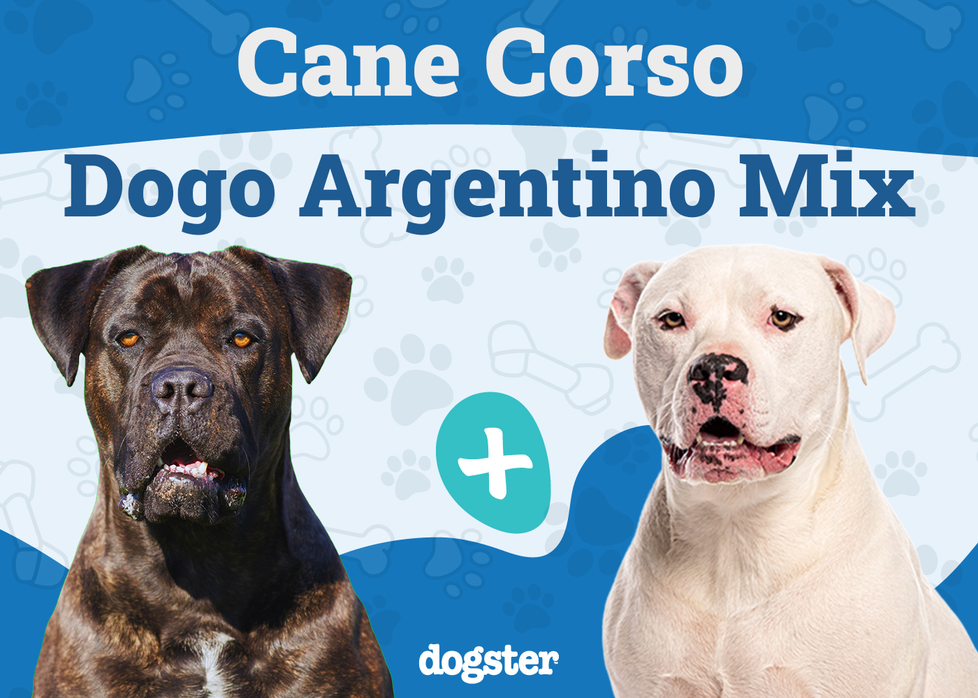 Cane Corso Dogo Argentino Mix