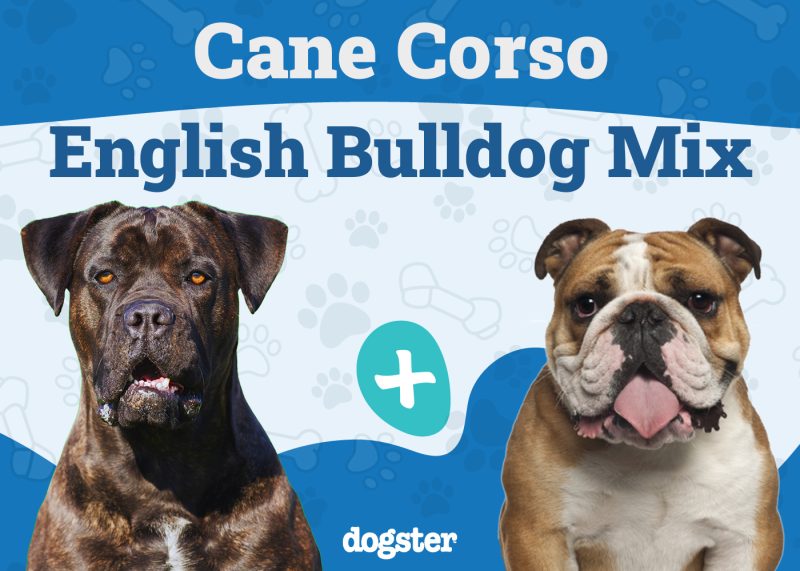 Cane Corso English Bulldog Mix