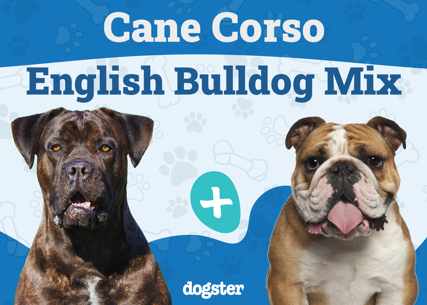 Cane Corso English Bulldog Mix