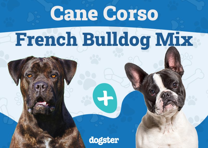 Cane Corso French Bulldog Mix