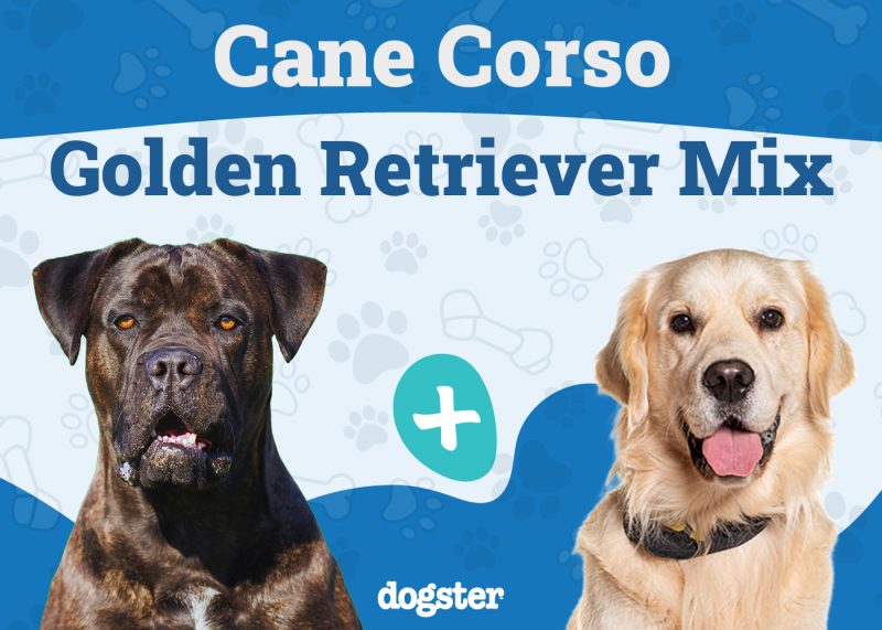 Cane Corso Golden Retriever Mix