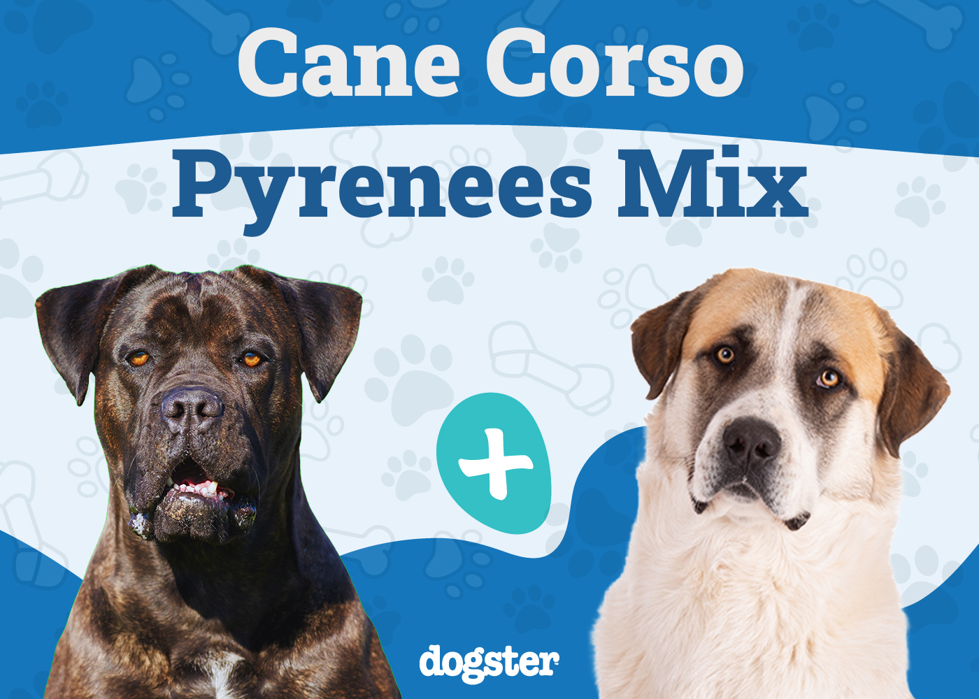 Cane Corso Great Pyrenees Mix