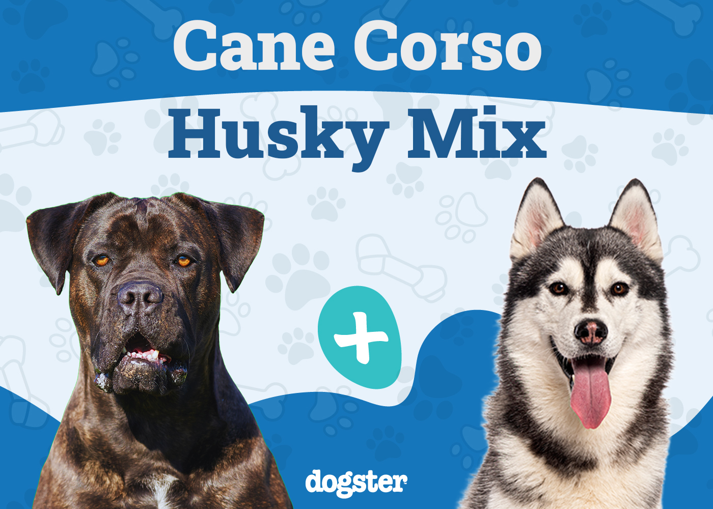 Cane Corso Husky Mix