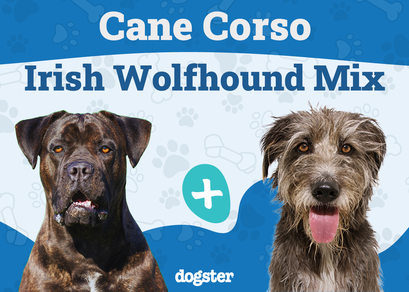 Cane Corso Irish Wolfhound Mix