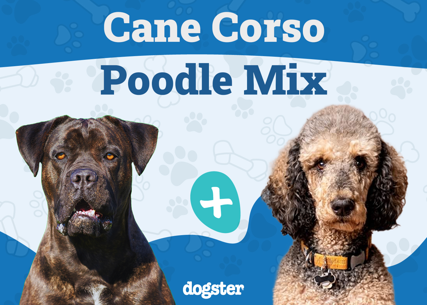 Cane Corso Poodle Mix