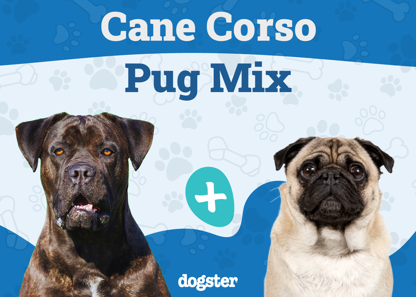 Cane Corso Pug Mix