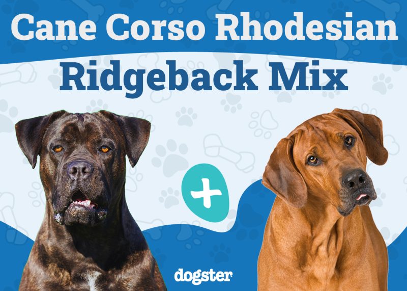 Cane Corso Rhodesian Ridgeback Mix
