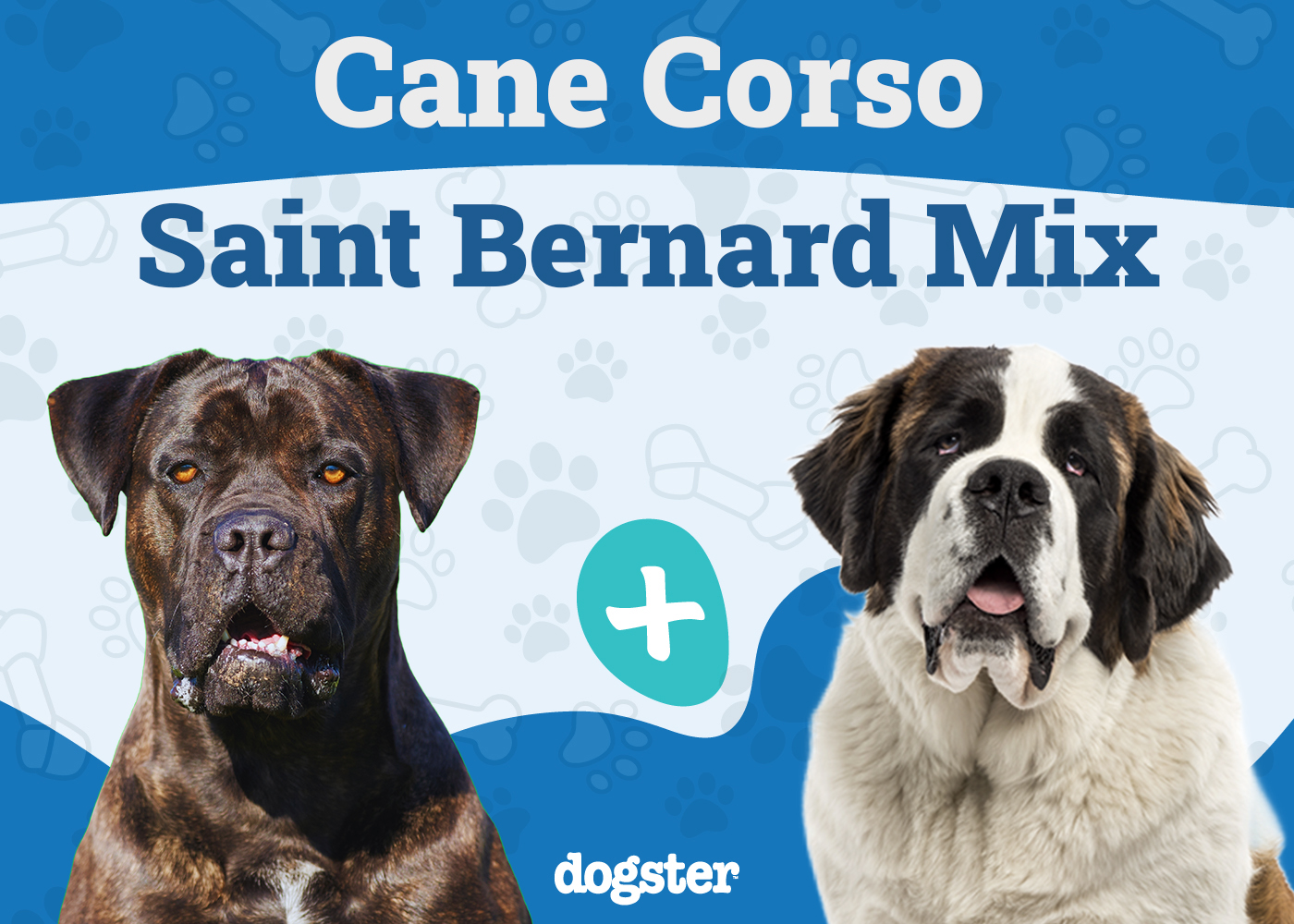 Cane Corso Saint Bernard Mix