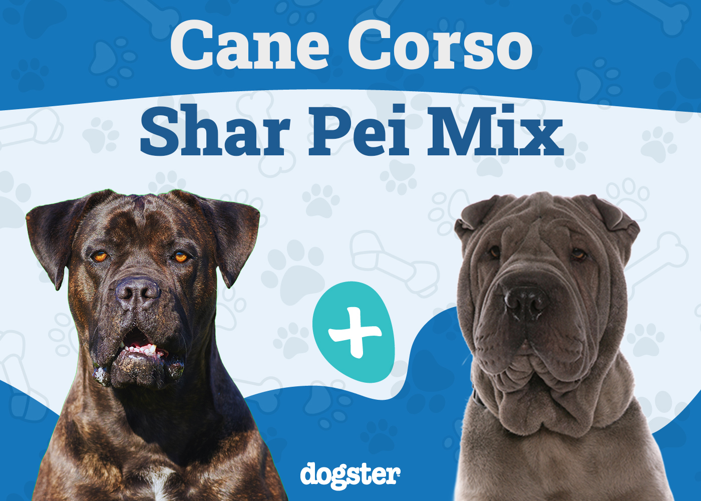 Cane Corso Shar Pei Mix