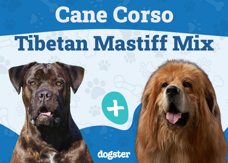 Cane Corso Tibetan Mastiff Mix