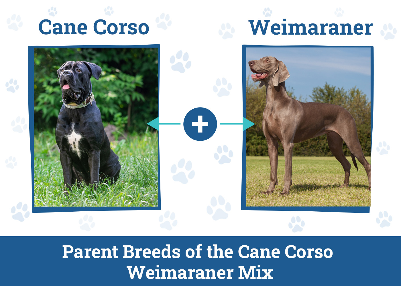 Cane Corso Weimaraner Mix