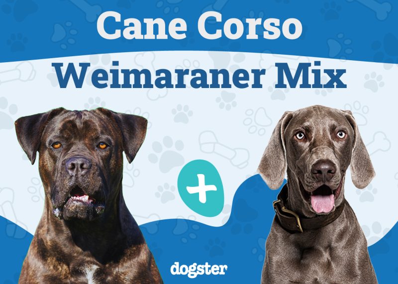 Cane Corso Weimaraner Mix