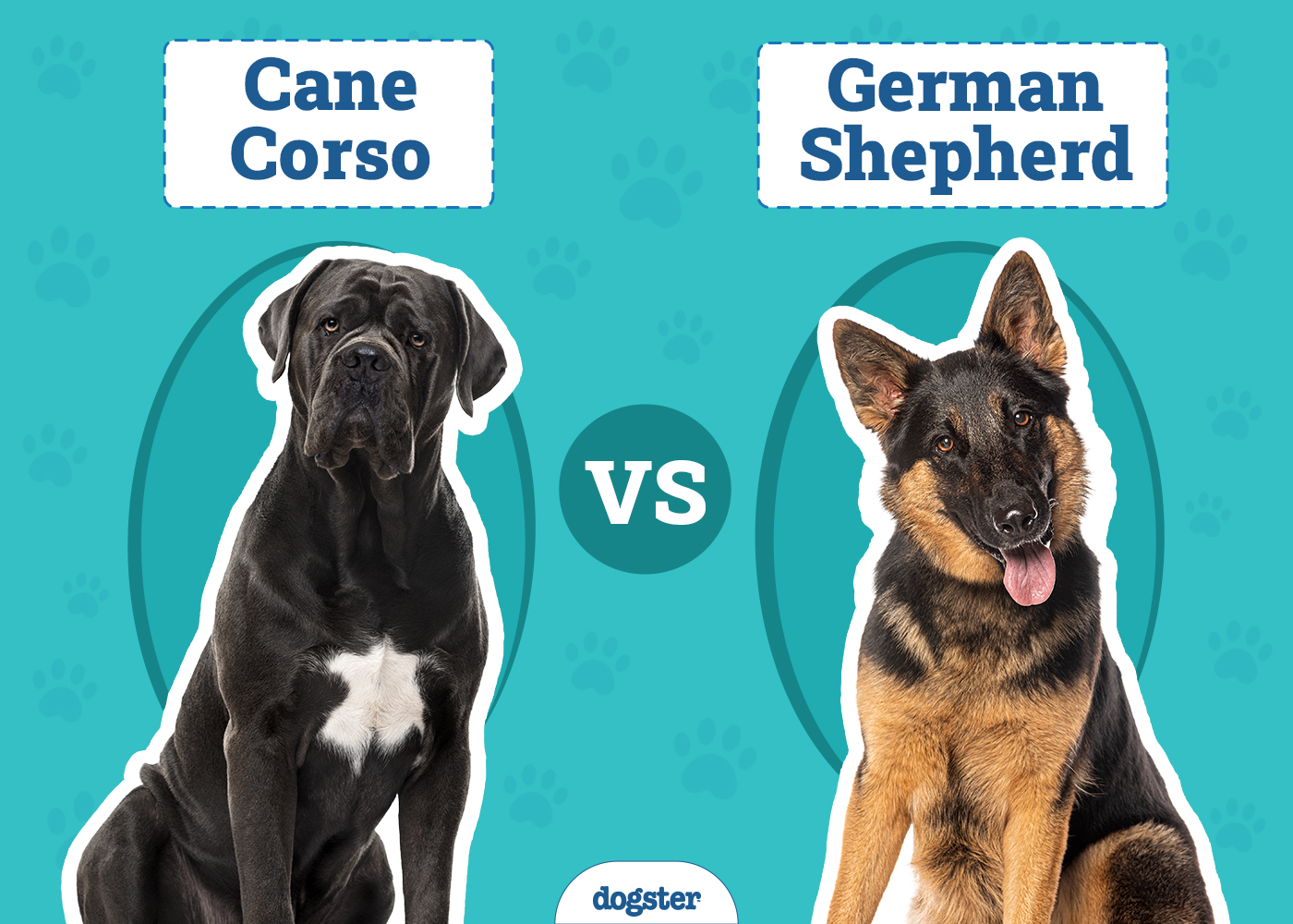 Cane Corso vs German Shepherd