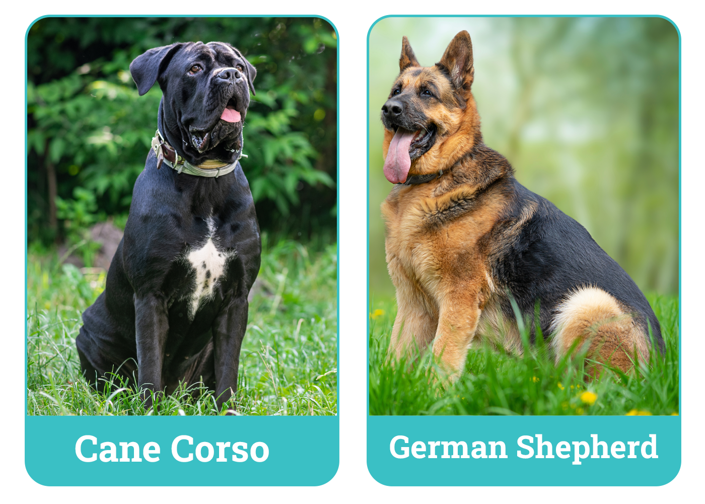 Cane Corso vs German Shepherd