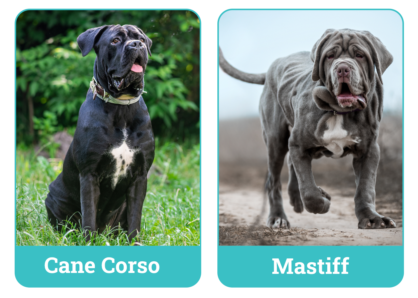 Cane Corso vs Mastiff