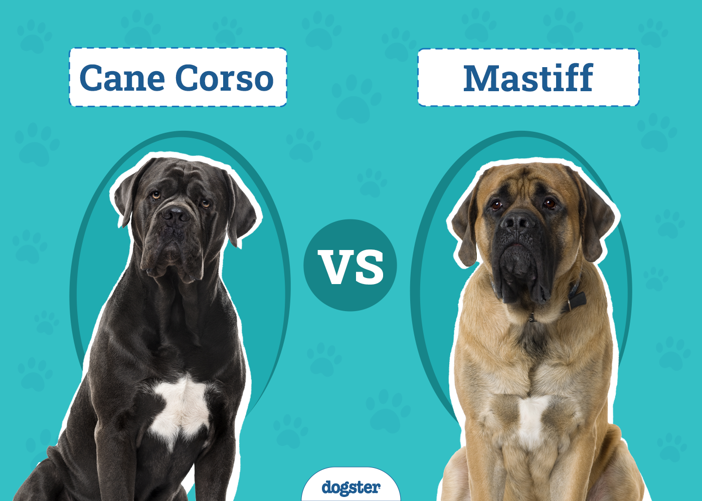 Cane Corso vs Mastiff