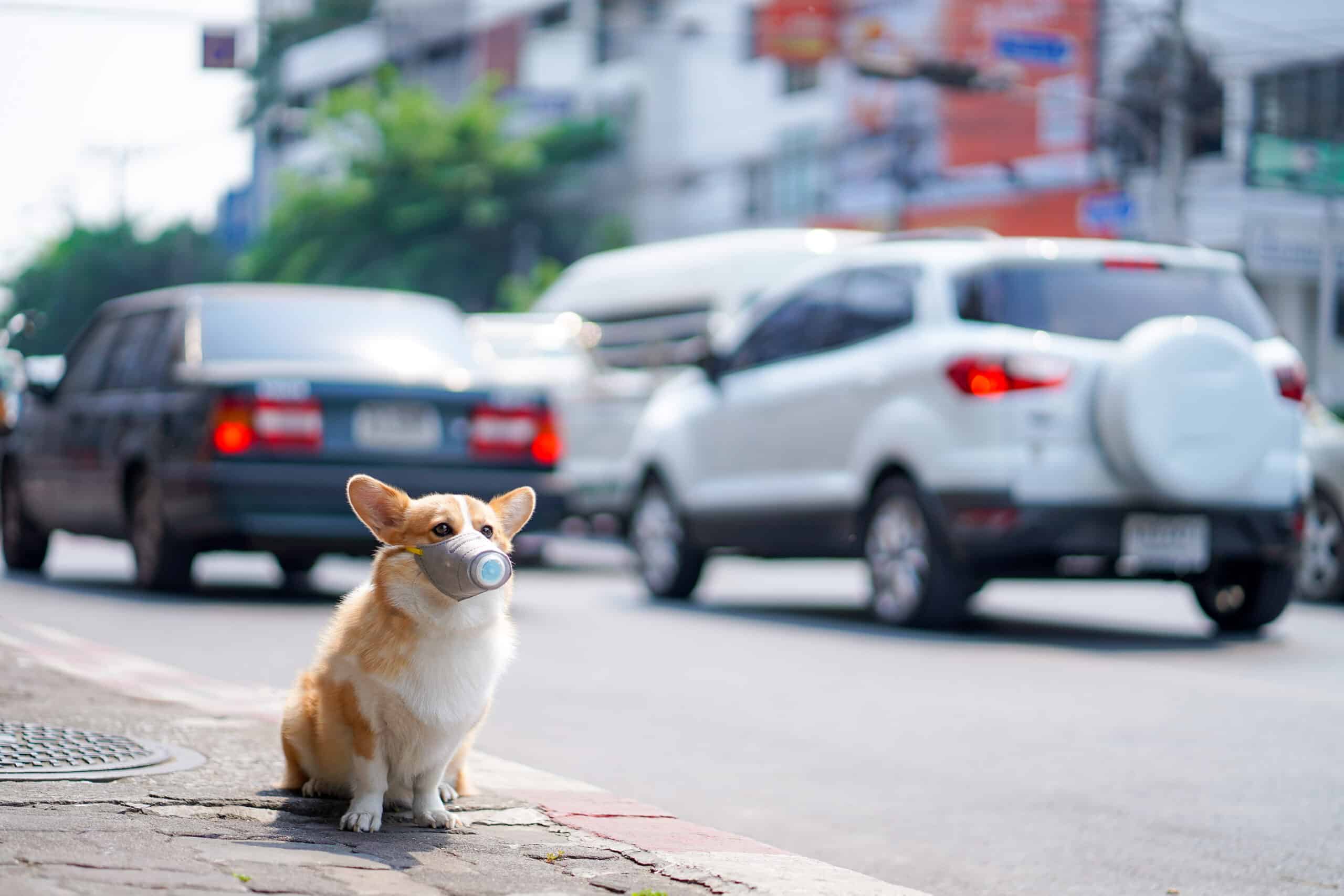 Corgi dog wearing dust masks sit on sidewalks on roads that have dust and air pollution problems.