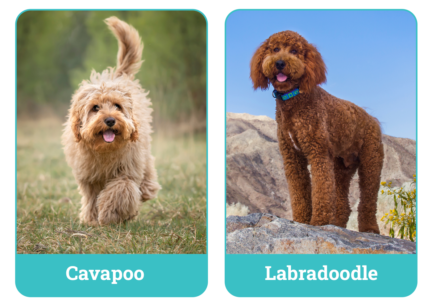 Cavapoo vs Labradoodle