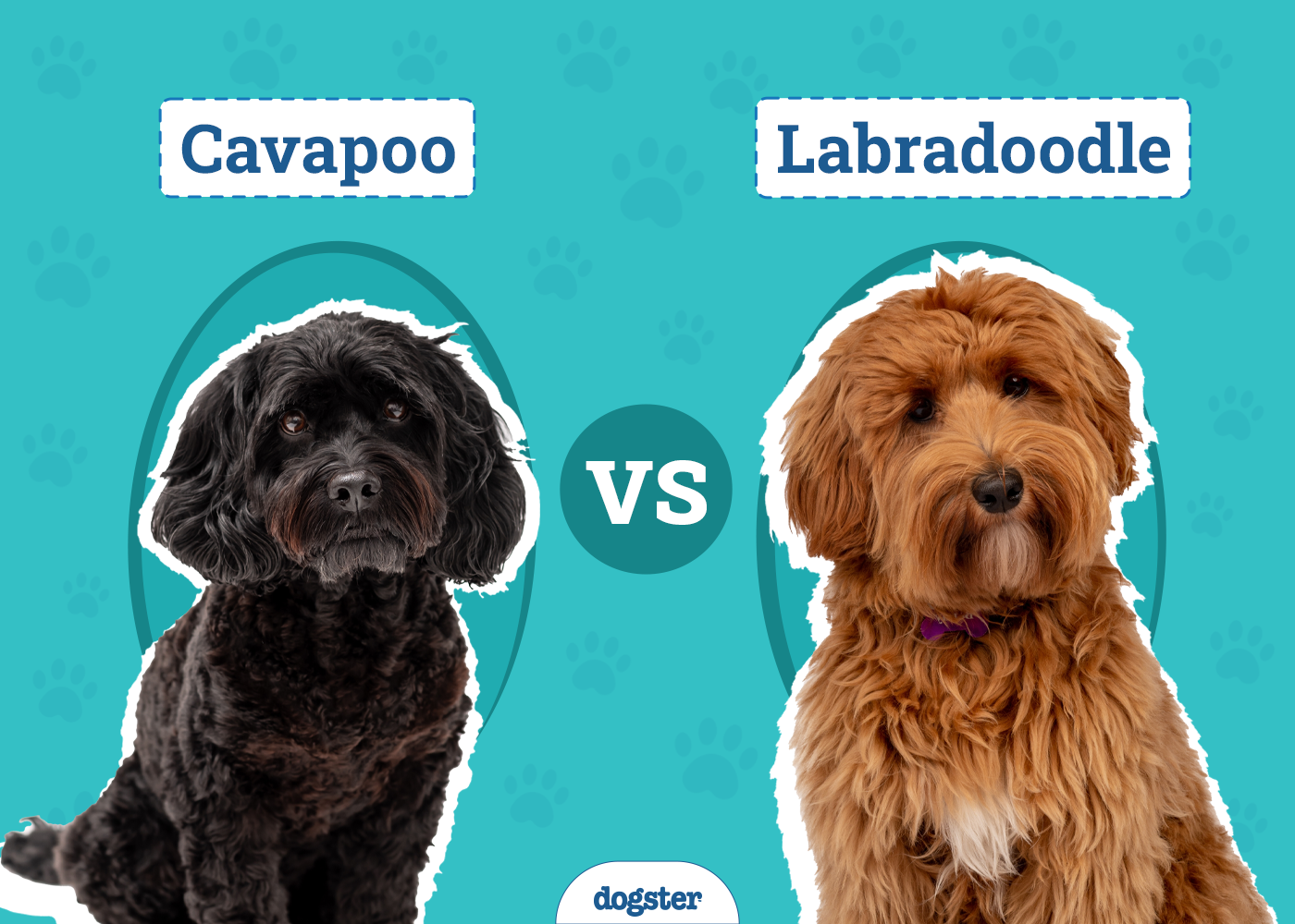 Cavapoo vs Labradoodle