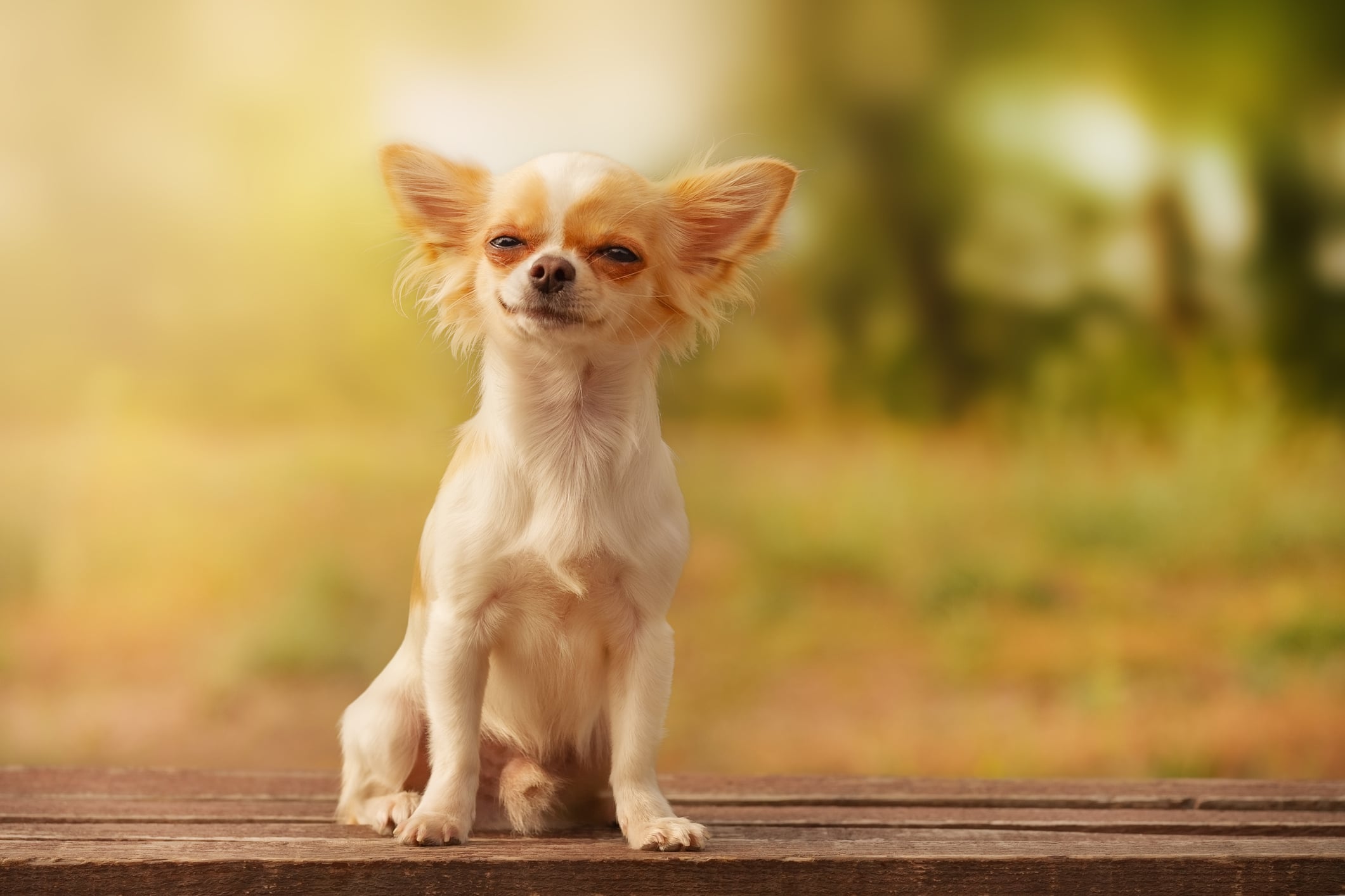 White long-haired Chihuahua puppy. Dog in nature.