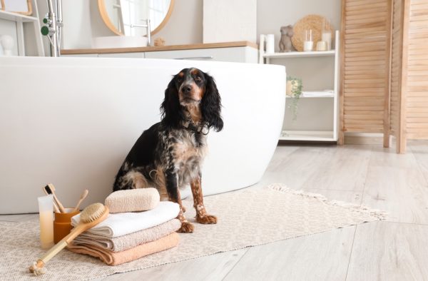 Cute cocker spaniel with shower supplies in bathroom Bath Dog