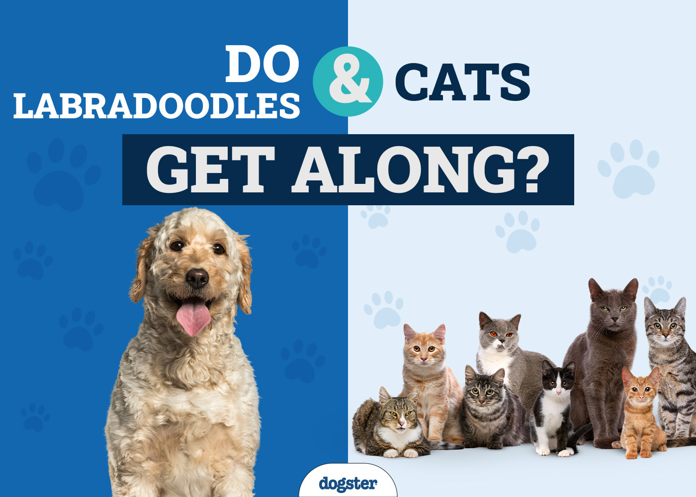 Dogster_Do Labradoodles & Cats Get Along_v1-2_Jan 17 2025