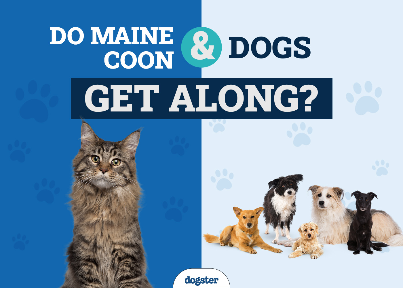 Do Maine Coon & Dogs Get Along