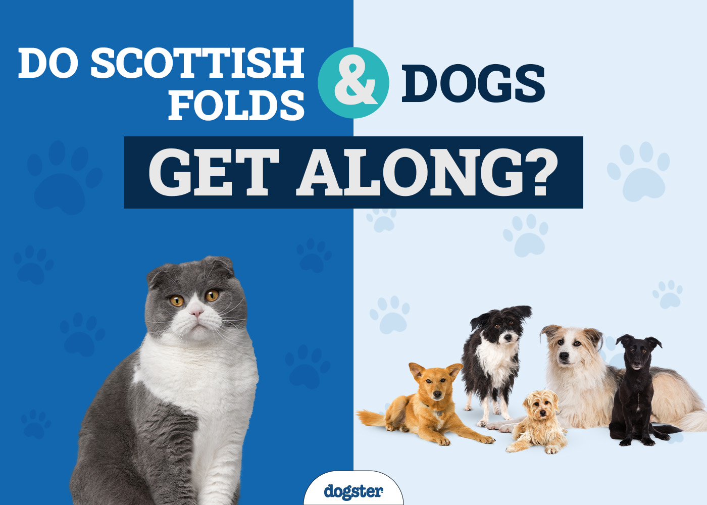 Do Scottish Folds & Dogs Get Along