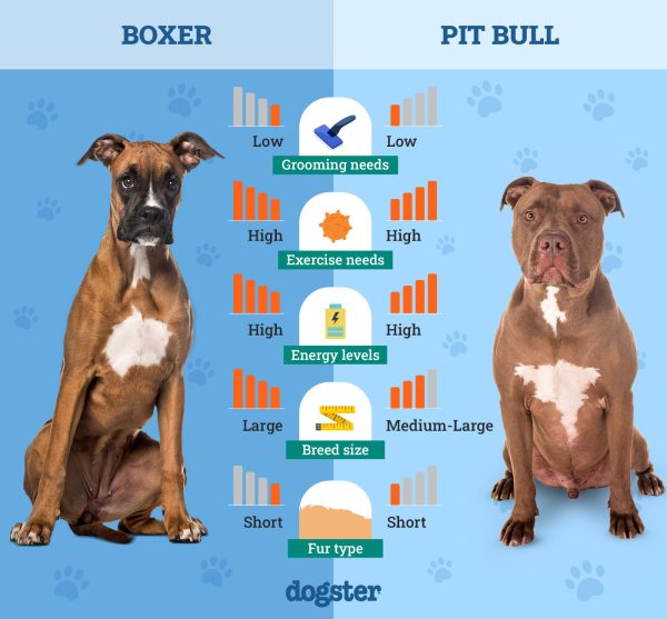 Boxer Vs Pitbull The Differences With Pictures Dogster