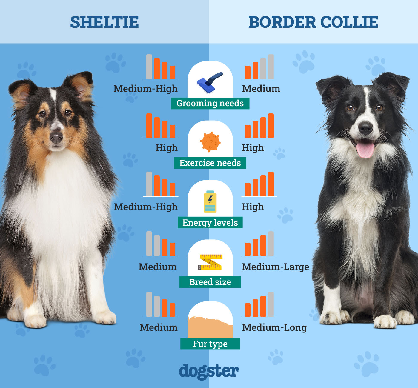 Collie Vs Border Collie Vs Sheltie: Ultimate Breed Comparison