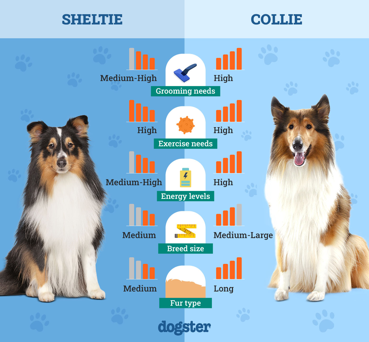 Dogster_Side by Side Comparison_ Sheltie vs Collie