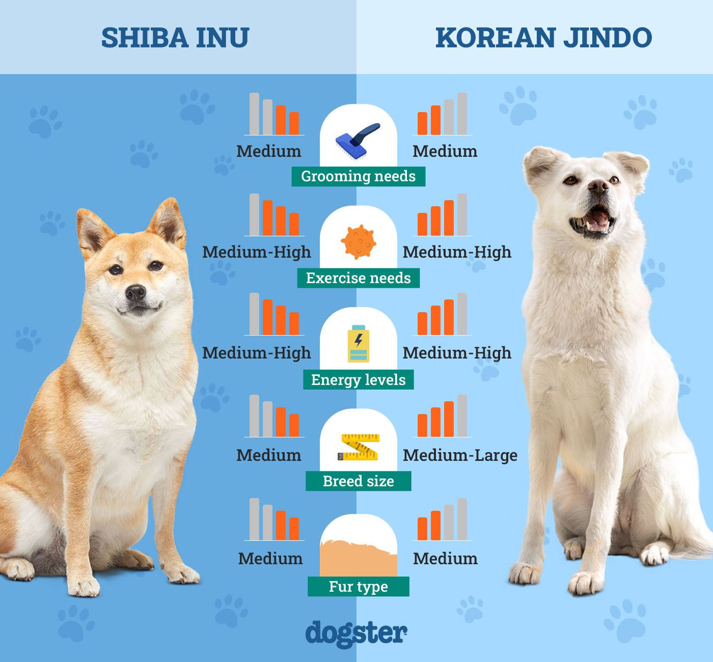 Dogster_Side by Side Comparison_ Shiba Inu vs Korean Jindo