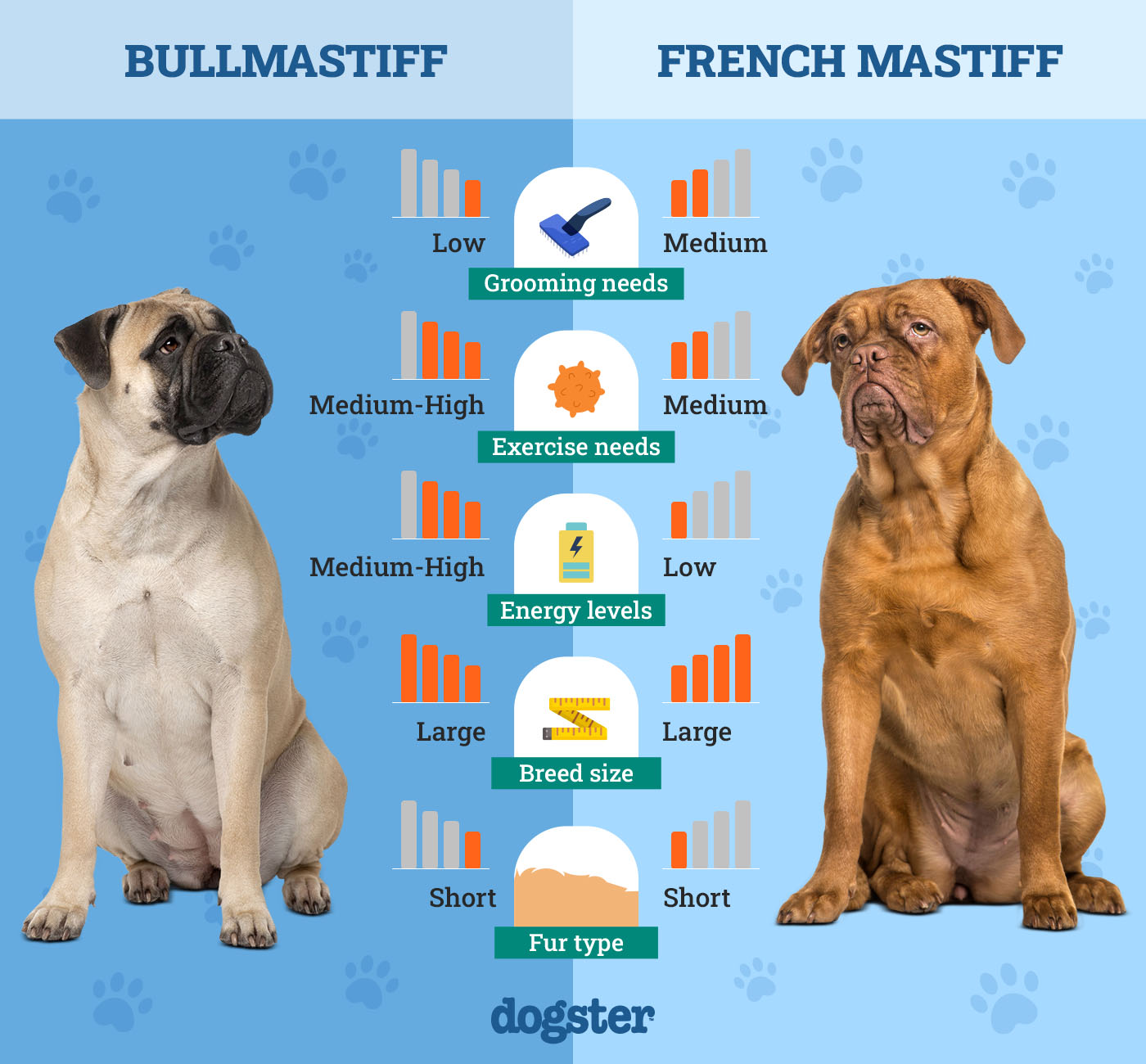Dogster_Side by Side Comparison_Bull Mastiff vs French Mastiff