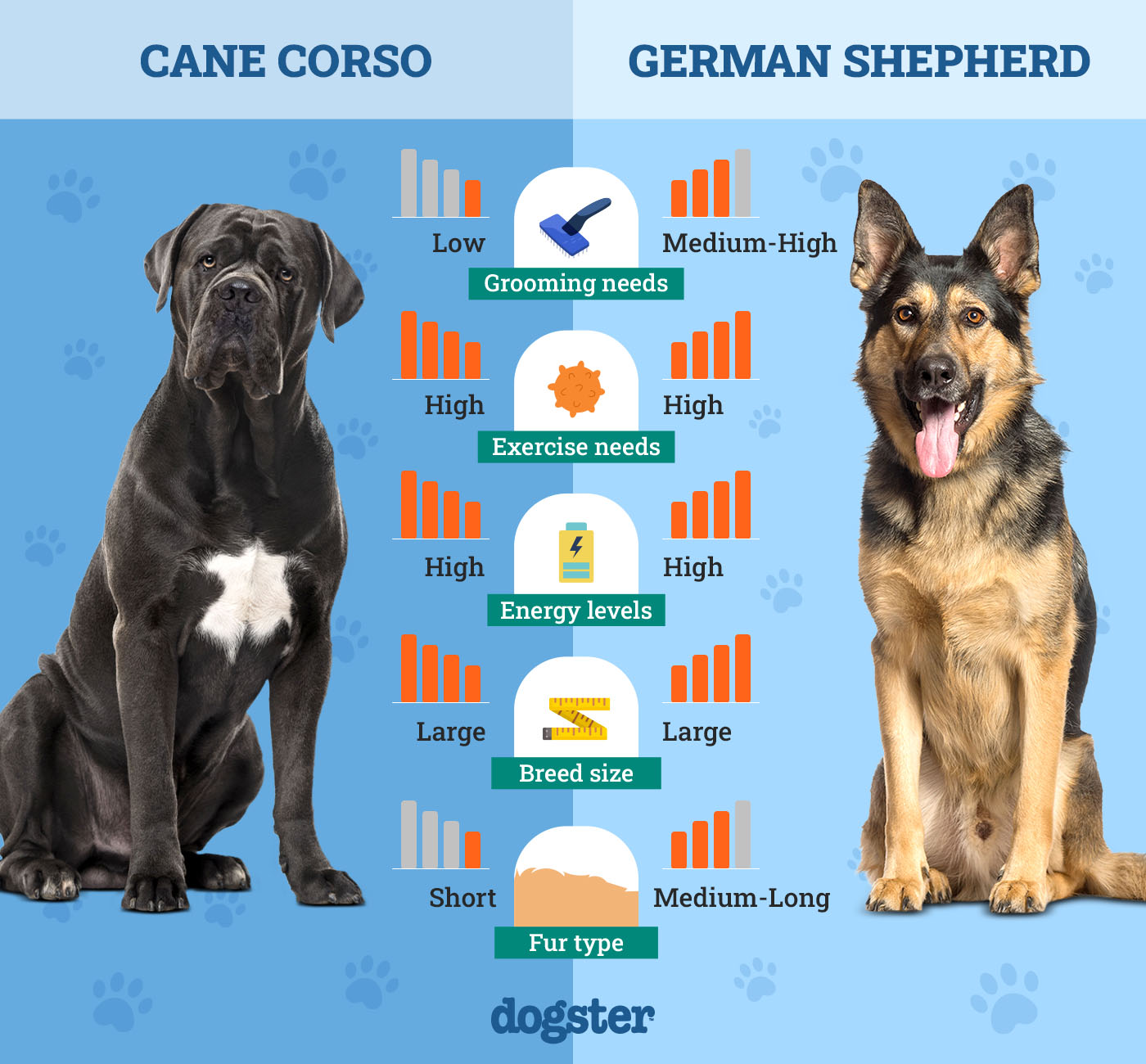 Dogster_Side by Side Comparison_Cane Corso vs German Shepherd