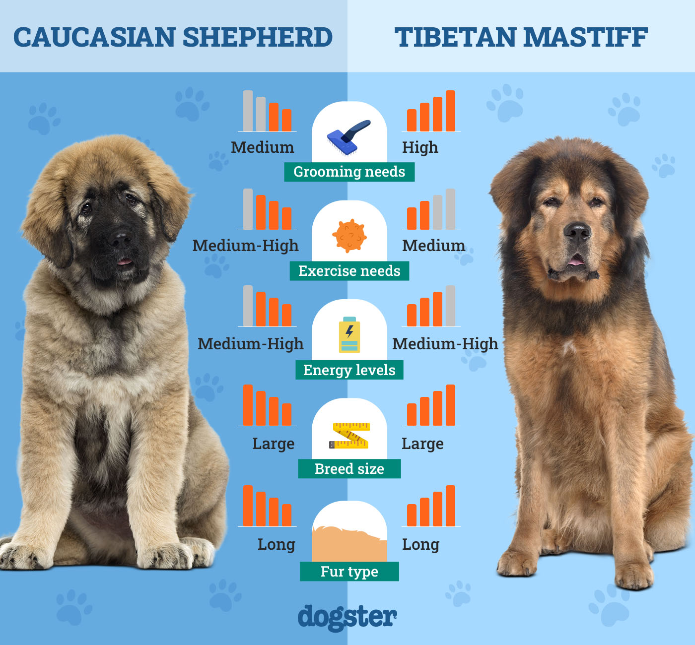 Dogster_Side by Side Comparison_Caucasian Shepherd vs Tibetan Mastiff