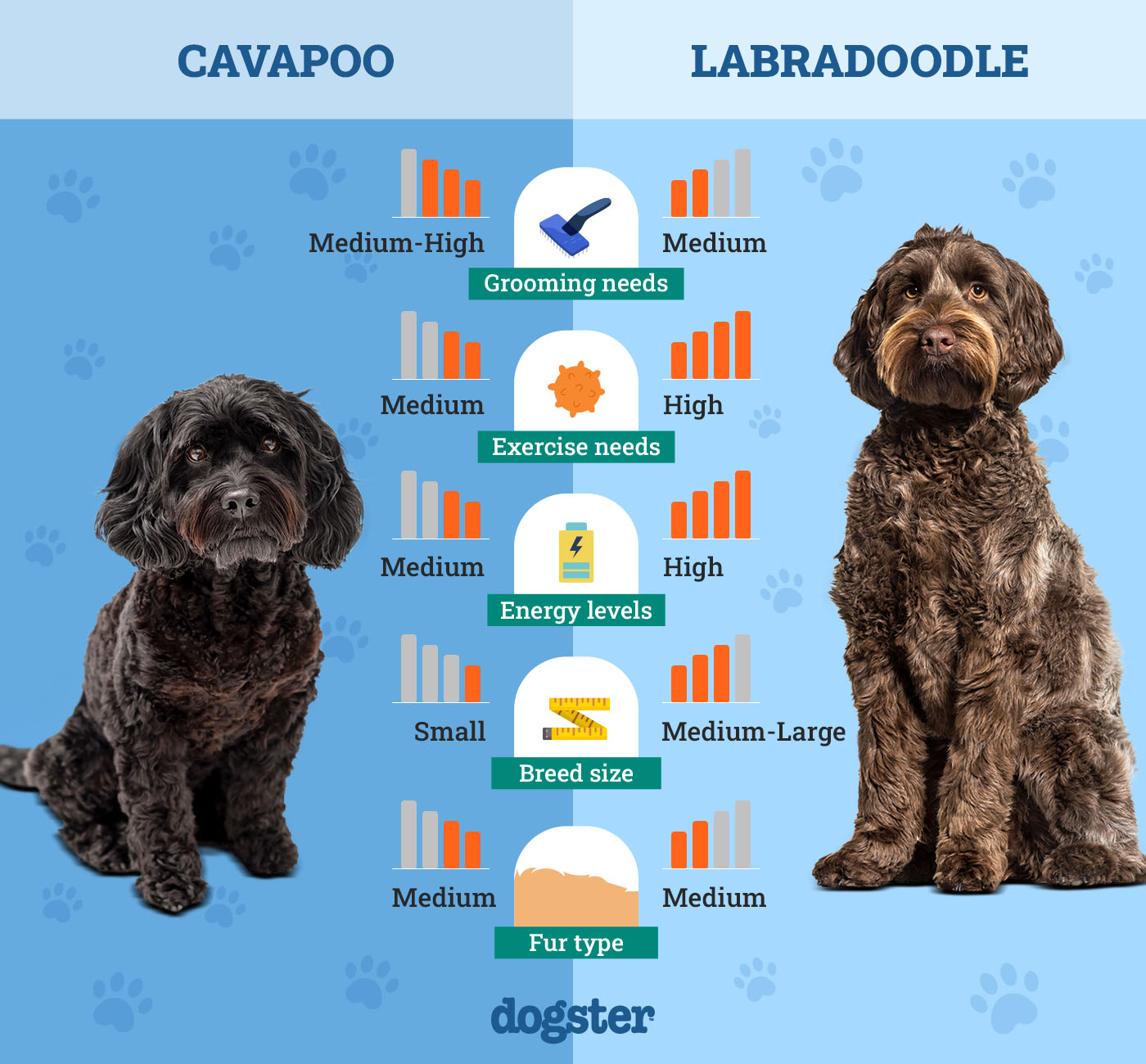 Dogster_Side by Side Comparison_Cavapoo vs Labradoodle