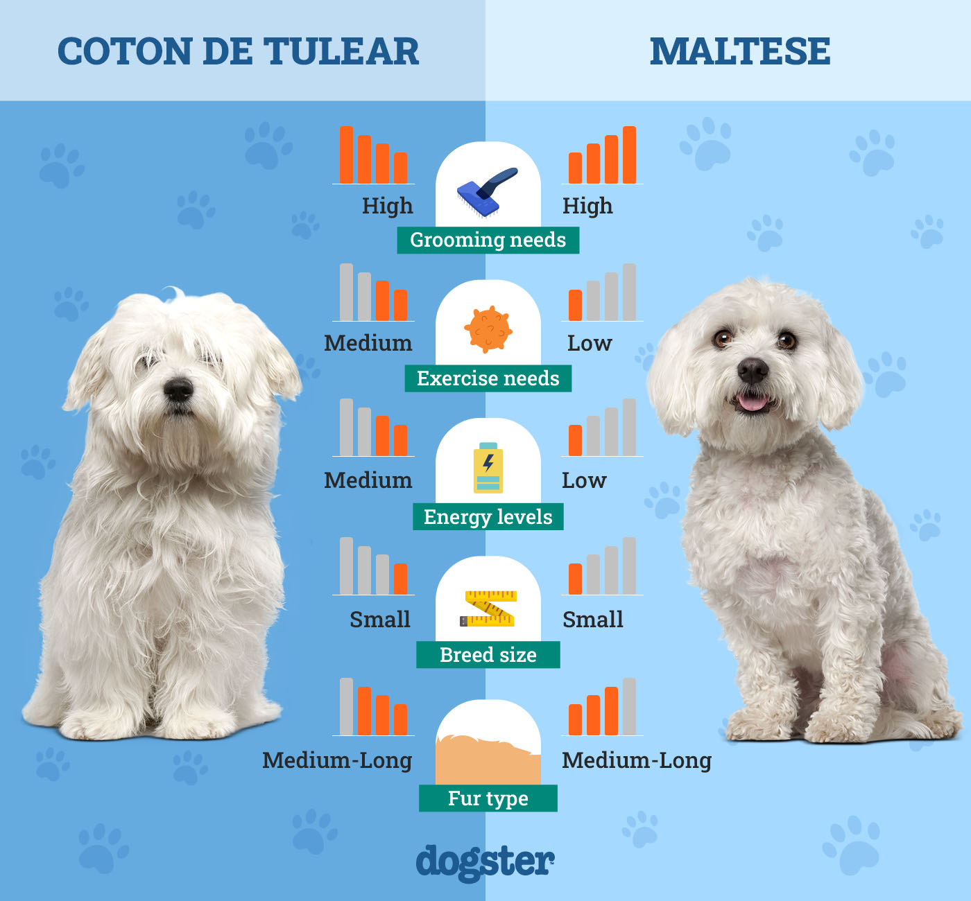 Dogster_Side by Side Comparison_Coton de Tulear vs Maltese
