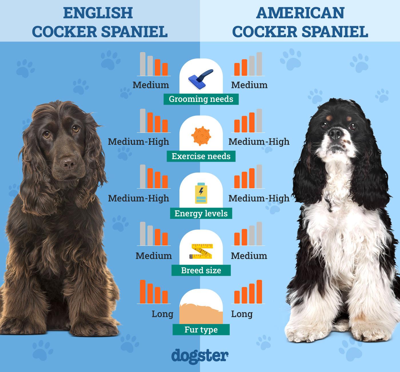 Dogster_Side by Side Comparison_English Cocker Spaniel vs American Cocker Spaniel