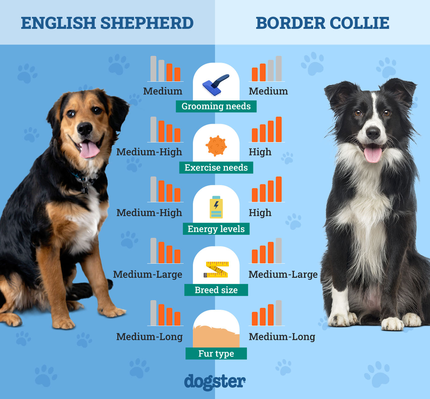 Dogster_Side by Side Comparison_English Shepherd vs Border Collie