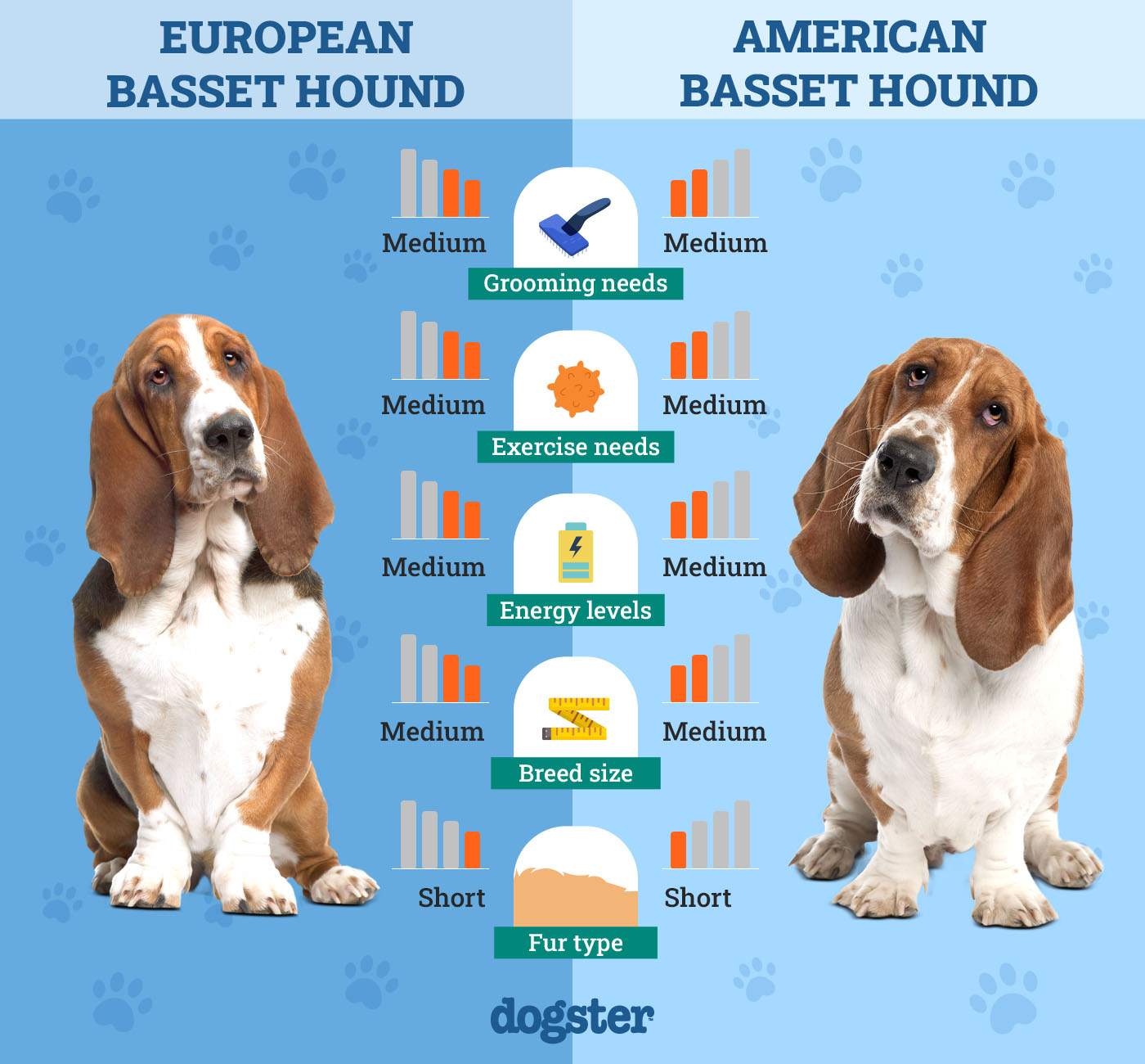 European Vs American Basset Hound Main Differences With Pictures european-vs-american-basset-hound-main-differences-with-pictures