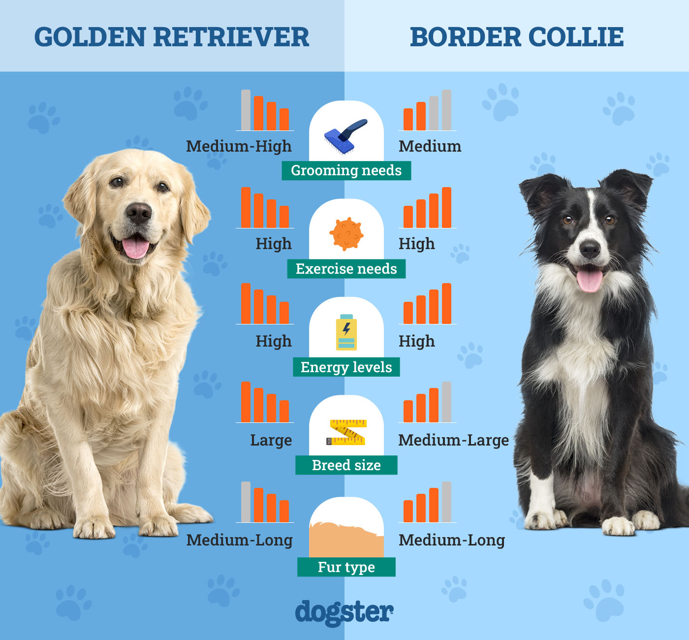 Dogster_Side by Side Comparison_Golden Retriever vs Border Collie