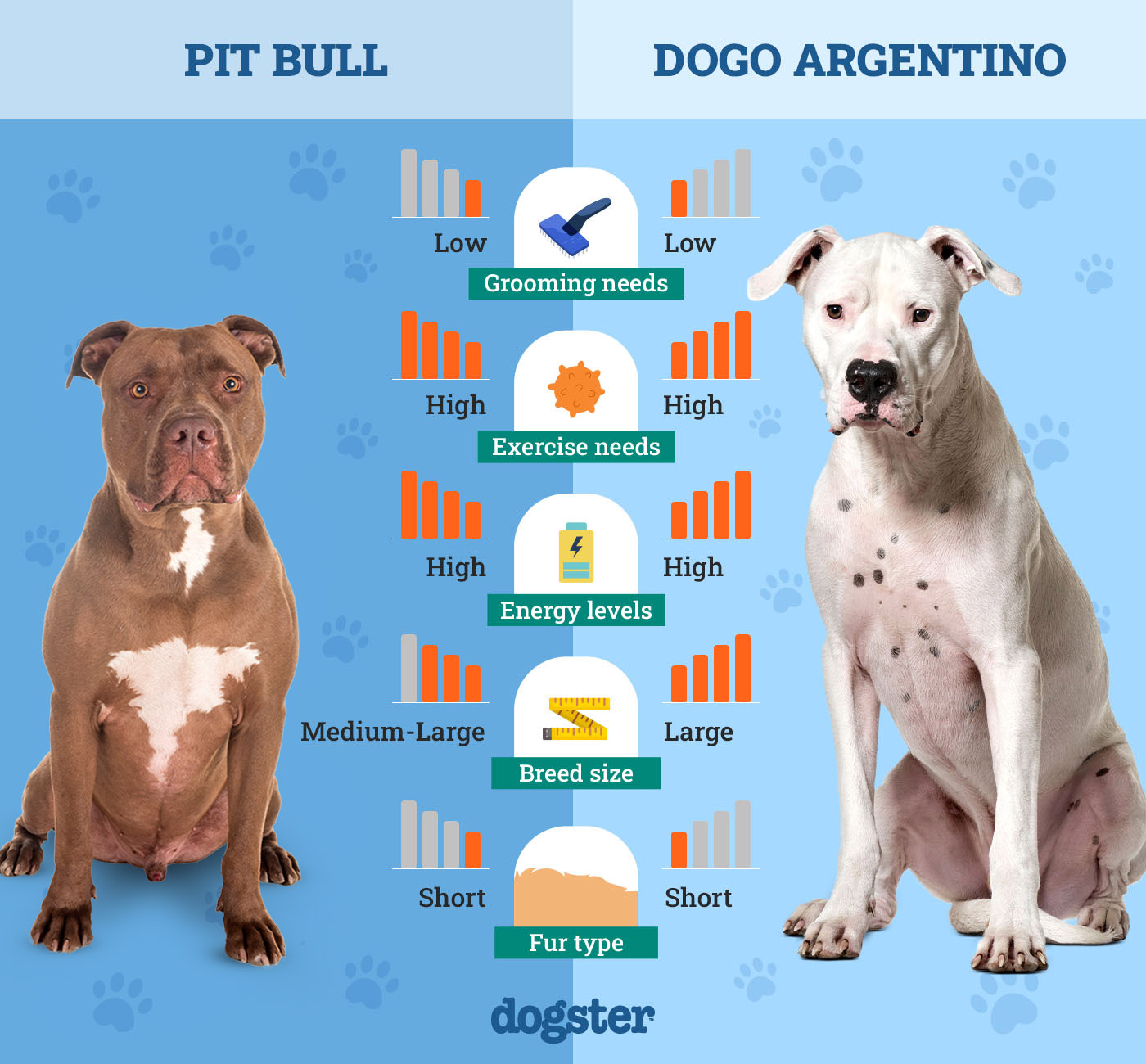 Dogster_Side by Side Comparison_Pit Bull vs Dogo Argentino