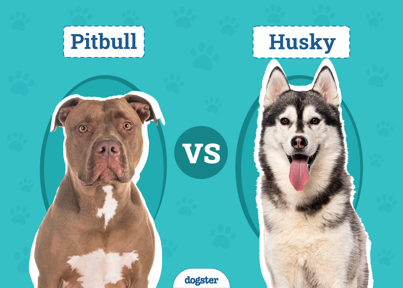 Dogsters_Pitbull vs. Husky