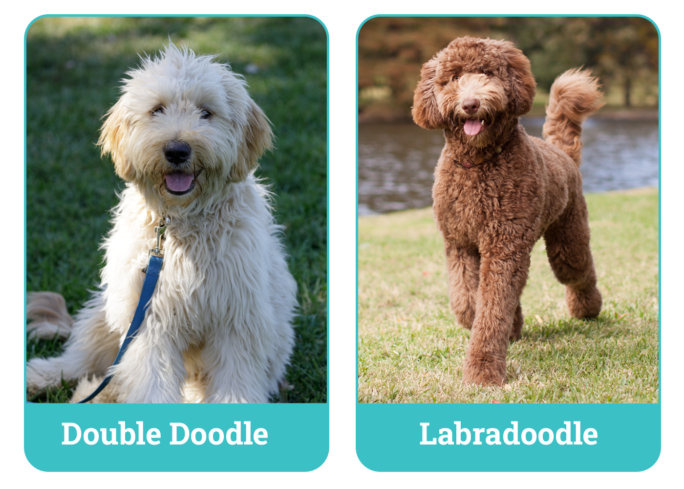 Double Doodle vs. Labradoodle